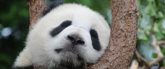 Argomento panda